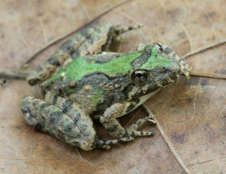 Cricket Frog